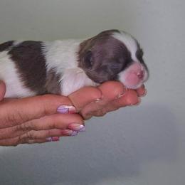 Girl 1 - Gold and white female Shihpoo puppy in Eldon, Missouri from B&B Designer Shihpoo’s