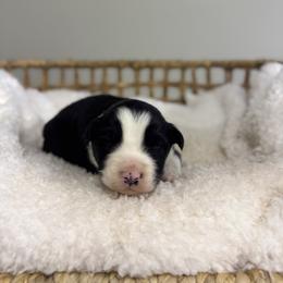 Black Bi Male - Black male Miniature Australian Shepherd puppy in Stuart, Virginia from Apple Tree Mini Aussies
