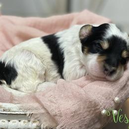 Vesper - Tri-color female Bernedoodle puppy in Henry, Illinois from Rowe Farms Doodles