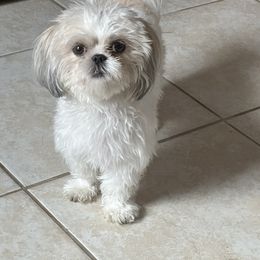 Katie - Shih Tzu