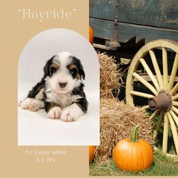 Hayride (Gray Collar) - Tri-color male Bernedoodle puppy in Hudson, Indiana from TurkeyCreek-K9