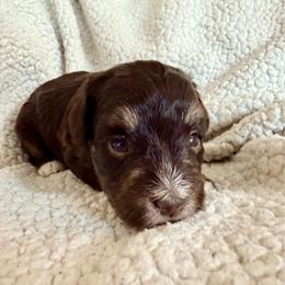Padme - Liver female Miniature Schnauzer puppy in Warrenton, Oregon from Larsen’s Adorable Pups