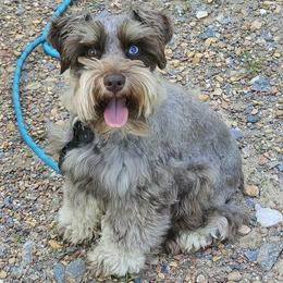 Miniature Schnauzer puppies from Clouser's Bodacious Danes