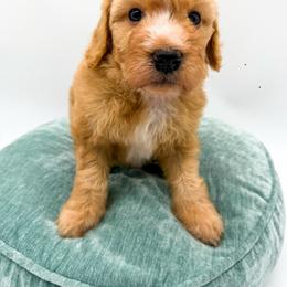 Hurricane - Red  female Goldendoodle puppy in Sunman, Indiana from Brunsman Country Doodles LLC