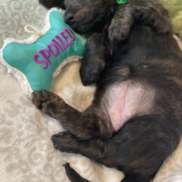Dachshund Puppies from Meyerhaus (Weenie-Corn Ranch)
