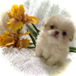 Sweet Little Sumire - Lemon and white male Japanese Chin puppy in Davisville, Missouri from Uniquely Yours, Shelly’s Japanese Chins