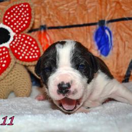 11 - female Alapaha Blue Blood Bulldog puppy in Walbridge, Ohio from United Alapaha Bulldogs