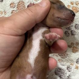Dachshund Puppies from Witchy Woman’s Wiener’s