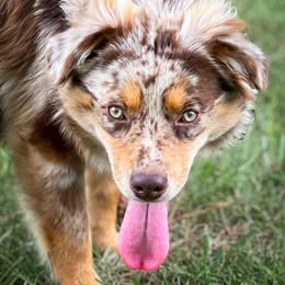 Crockett - Red merle male Miniature American Shepherd puppy in Leitchfield, Kentucky from Legendmaker MAS