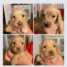 Dachshund Puppies from Virginia Creams - Dachshunds