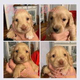 Dachshund Puppies from Virginia Creams - Dachshunds