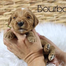 Bourbon - Red  male Goldendoodle puppy in Casa Grande, Arizona from AzDoodle Dandies