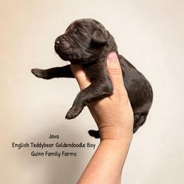 Java Chocolate English Teddybear - Chocolate male Goldendoodle puppy in Grove, Oklahoma from Guinn Family Farms