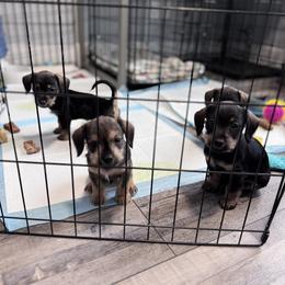 Companion Cross, Dachshund, and Miniature Schnauzer Puppies from Sheri Lauritsen