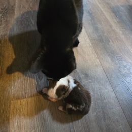 Cindy Lou - Red merle female Miniature Australian Shepherd puppy in Arlington, Texas from CopperHead Aussies