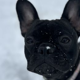 French Bulldogs from Taylor