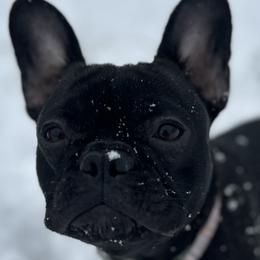 French Bulldogs from Taylor