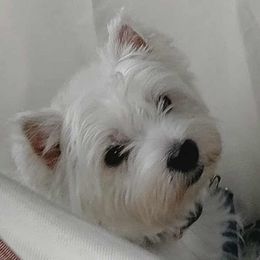 Marley - West Highland White Terrier