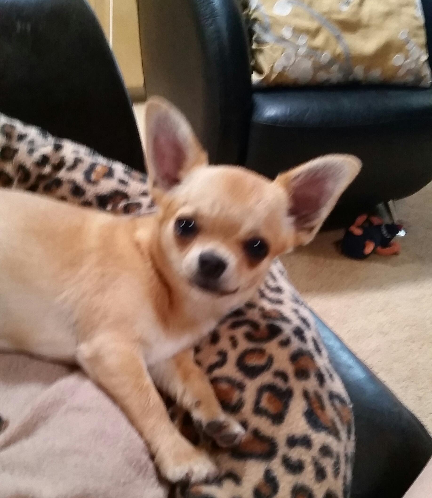 Jasmine