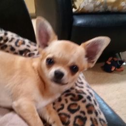 Jasmine  - Chihuahua