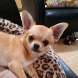 Jasmine  - Chihuahua