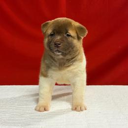 Girl 1 - Red female Akita puppy in Cuba, Missouri from Kamikaze Akitas