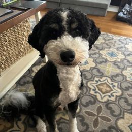 Marshall - Bernedoodle