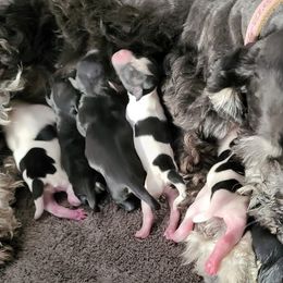 Miniature Schnauzers from Shanna's Miniature Schnauzers