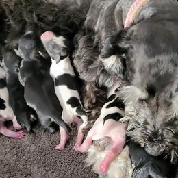 Miniature Schnauzers from Shanna's Miniature Schnauzers