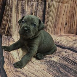 Black collar - Gray male Cane Corso puppy in Fritch, Texas from Carrie Brown's Cane Corsos