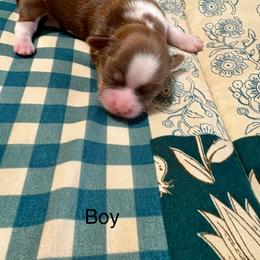 Boy 1 - Chocolate and tan male Shih Tzu puppy in Temple, Pennsylvania from Kathy Diego's Shih Tzus