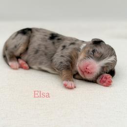 Elsa (girl) - Blue merle female Bernedoodle puppy in Bellville, Ohio from Bernedoodle Buddies