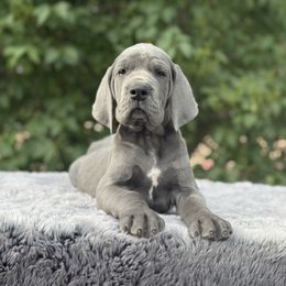 Sloane - Blue female Great Dane puppy in Beulah, Michigan from Northwood Euro Danes and Bassets