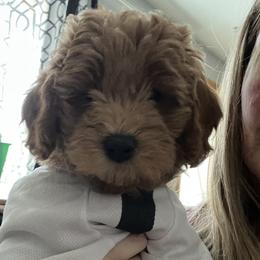 Goldendoodle Puppies from Yorks and doodles