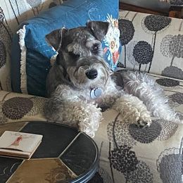 Miniature Schnauzer Puppies from A'Lord Miniature Schnauzer