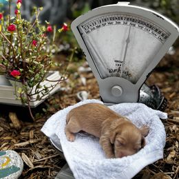 Red - Red male Dachshund puppy in Crestview, Florida from Neverending Dachies