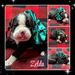 Zelda - Brindle female Boxer puppy in Mountain Home, Idaho from LJK Boxers & Toy Aussies