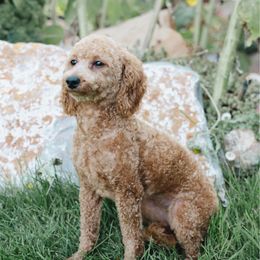 Goldie - Poodle