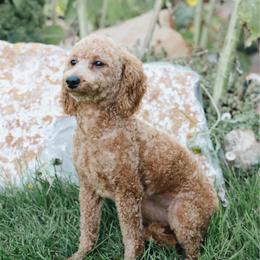 Goldie - Poodle