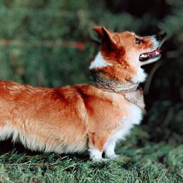 Teeter - Pembroke Welsh Corgi