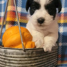 Miniature Schnauzer Puppies from Dorie's Mini Schnauzers