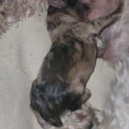 Precious - Merle female Schnoodle puppy in Carlotta, California from Lost Coast Poodles and Doodles