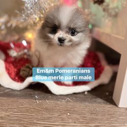 Blue merle parti - Blue merle male Pomeranian puppy in Kentucky from Em&M Pomeranians