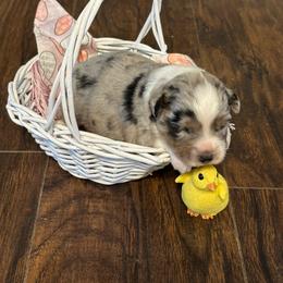 Girl 1 - Blue merle female Miniature Australian Shepherd puppy in Doddridge, Arkansas from Huddleston Farm