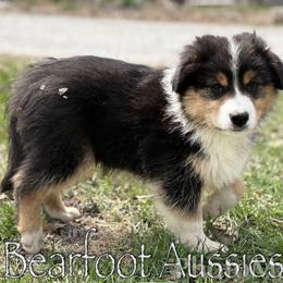 Boy 1 - Black tri-color male Australian Shepherd puppy in Lowell, Indiana from Bearfoot Aussies and Tollers