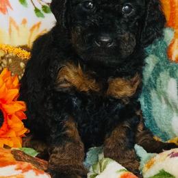 Wednesday - Tri-color female Bernedoodle puppy in Beecher, Illinois from Erica’s Doodles