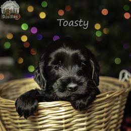 Blue Collar - Black male Australian Labradoodle puppy in Cashmere, Washington from Mountain Home Doodles