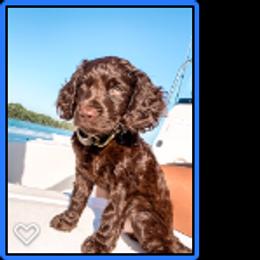 Boykin Spaniel Puppies from Cedarway Boykins