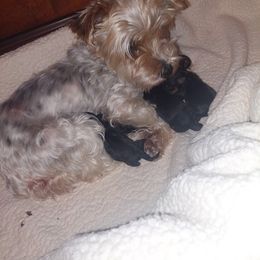 Yorkshire Terrier Puppies from Baker's Babies