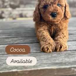 Cocoa - Red female Cavapoo puppy in Sugar City, Idaho from Taylor's Cavapoos